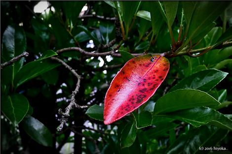 P1070587