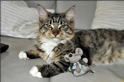 cat-199969_1280