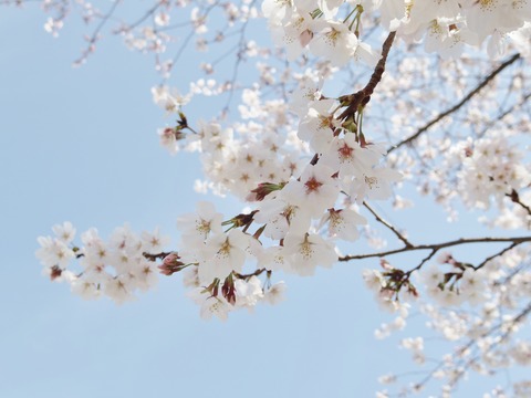 桜と青空の相性は最高