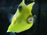 ��ǯ��