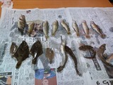 釣り4