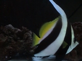 ハタタテ