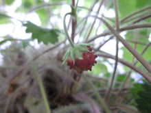 P1010415