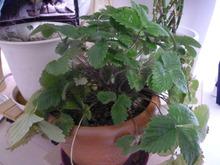 P1010089