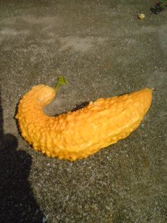 yellow-goya2