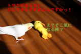 BlogPaint