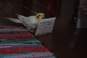 kunren3