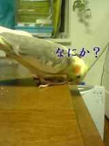 fukifuki2