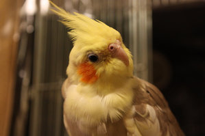 uruuru