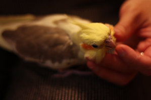 もふ