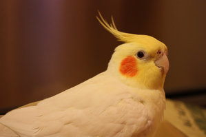 kakugari1