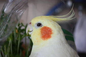 kuchiga
