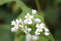 soba_flower