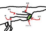 BlogPaint