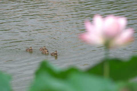 こちら岸まで来てくれたのですけども