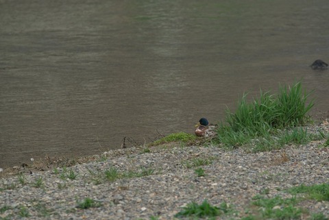 よいよホンマによいよ