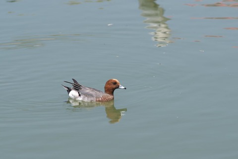 野鳥のヒドリガモさんもいらっしゃいますが…