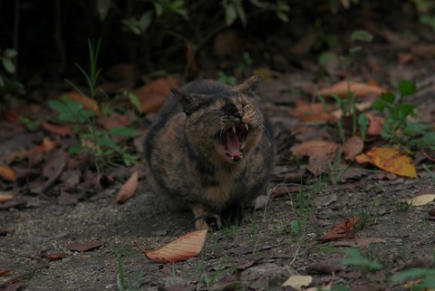 やっぱ知らんですにゃ