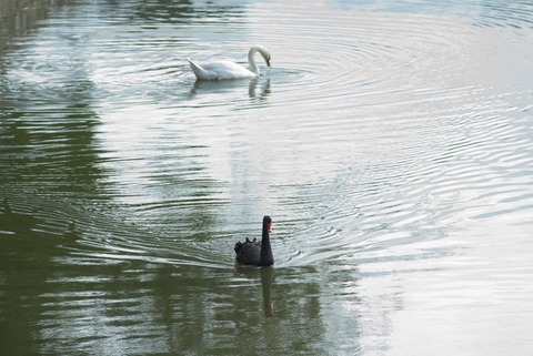 コクチョウさんだけこっちに近づいてきます