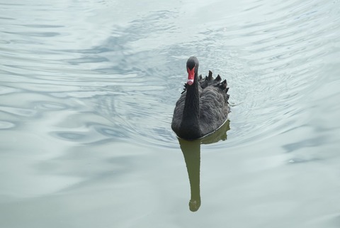 なんかちょーだい