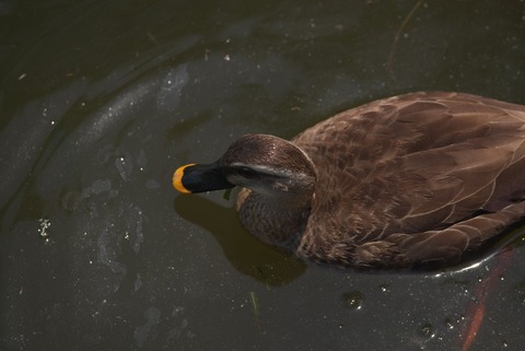 いや…水質的な