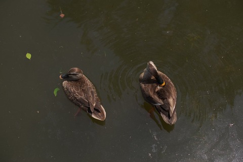 キレイにしましょう