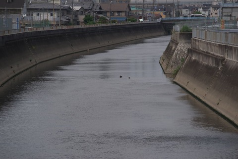 寝屋川を渡りますよ