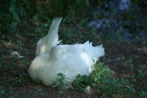 もう何が何だか…