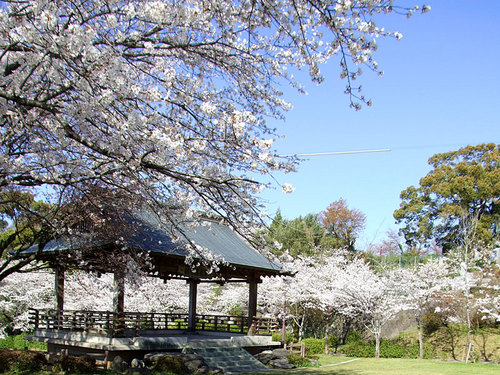 菊池の桜2010-観月楼