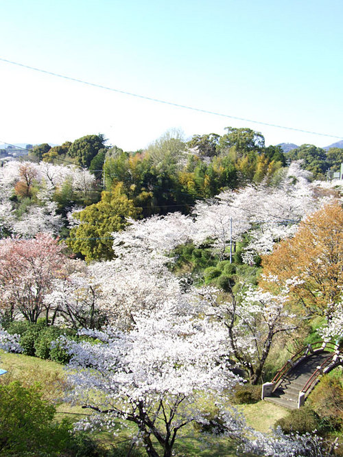 菊池の桜2010-10