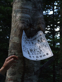 木の力