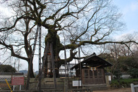 将軍木(20110119_2)