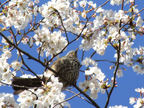 菊池の桜2010-鳥と