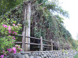 アイラトビカズラ(棚)