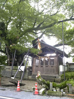 将軍木の枝が!(2)