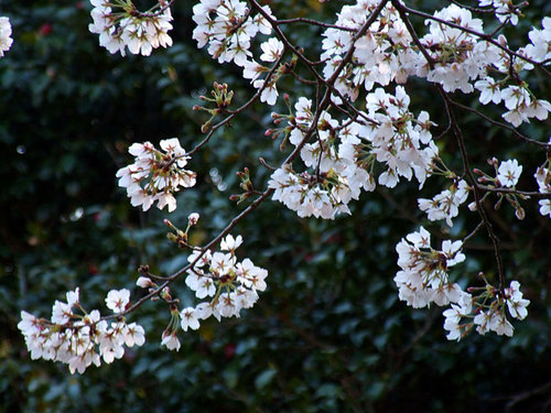 菊池の桜2010-11