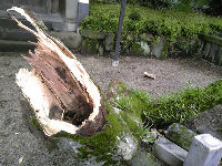 将軍木の枝が!(3)