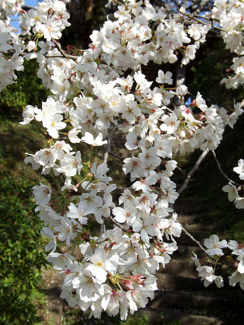 菊池の桜2010-09