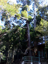 龍王神社の夫婦杉