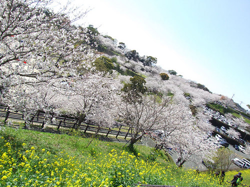 菊池の桜2010-06