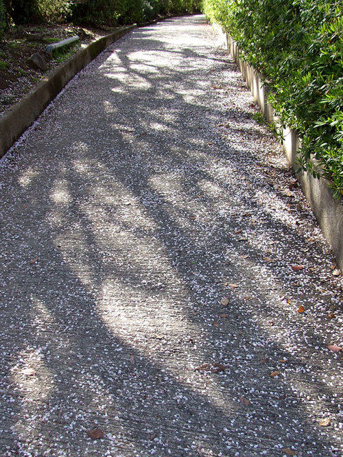 菊池の桜2010-影2
