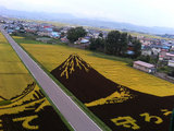 田んぼアート(右)