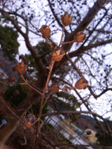木の実(種)