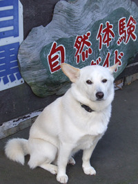 看板犬タローくん