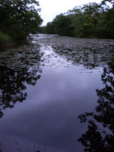 大沼公園