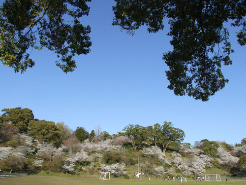 菊池の桜2010-12