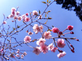 皿山生活環境保全林 さくら