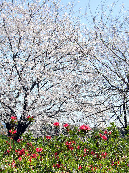 菊池の桜2010-04