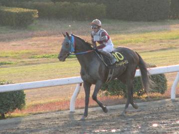 優勝馬フィールドルージュ