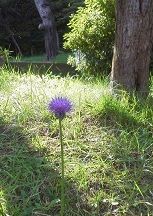 あざみ